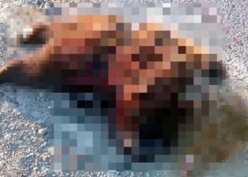 В Актанышском районе на трассе М-7 сбили медвежонка