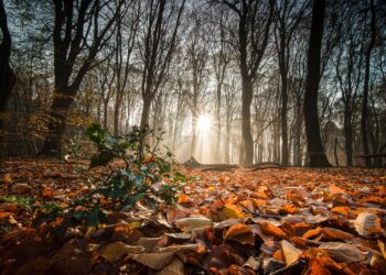 осенний лес