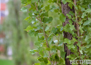 Какие деревья, кустарники и цветы посадить в сентябре в Казани: полное руководство садовода