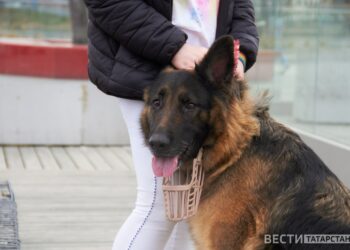 Собака в наморднике