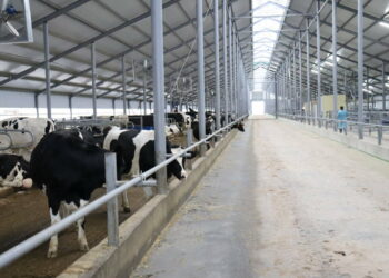 За последние пять лет в Татарстане построили 82 молочных комплекса