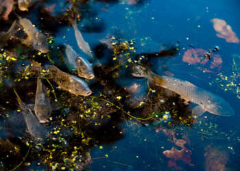 В казанском поселке Залесный выпустили в озеро Светлое 2 тыс. карпов