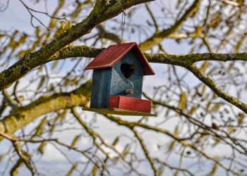 В Татарстане стартует акция по установке кормушек для диких животных