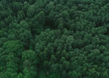 «Зеленый островок» из Татарстана присоединился к Всероссийской акции «Сохраним лес» по нацпроекту