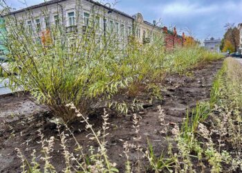 зеленая зона