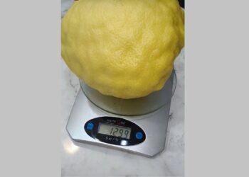 В Челнах супруги вырастили в квартире огромный лимон