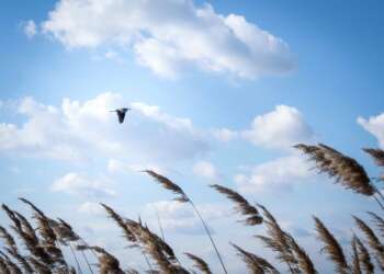 Снимок птицы, летящей под облачным небом