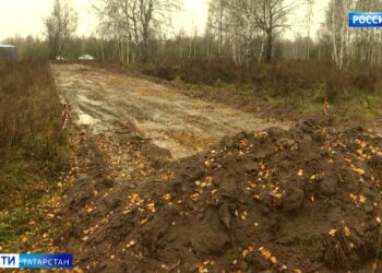 «Переживаем за экологическое состояние»: жители Новой Сосновки против строительства дороги посреди леса
