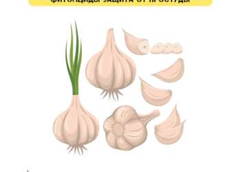 Специалисты Роспотребнадзора по РТ сообщили, кому нельзя есть чеснок