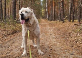 Минниханов поделился фотографией с лесной прогулки со своим псом Акдусом