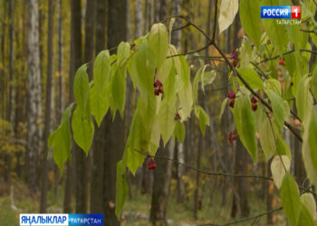 Казанда БРИКС саммиты барышында һава торышы да уңай булырга тора