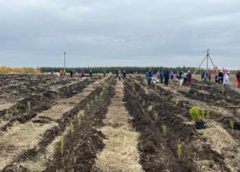 посадили деревья