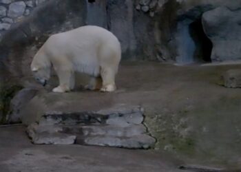 Московский зоопарк показал белого медведя, привезенного из Казани