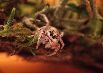 В России установлен перечень животных, которых запрещается держать в квартирах