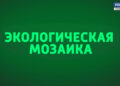 Экологическая мозаика (22.11.24)