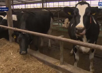 Татарстан в лидерах по производству молока