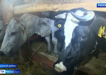 Cемейная династия ветеринаров Аминовых из Агрызского района развивает молочное животноводство в своем поселении