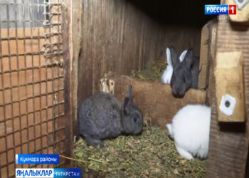 Ташкенттан кайткан мавыгу