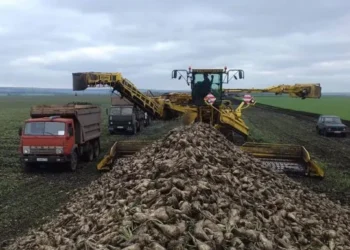 сбор сахарной свеклы