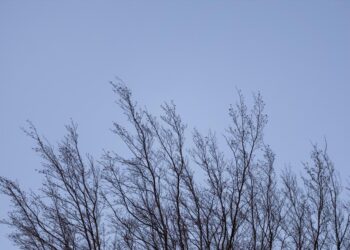 В Татарстане сильный ветер повалил деревья и сорвал крыши домов