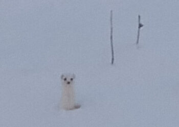 В Алькеевском районе заметили ласку