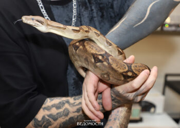 Необычный питомец: татарстанцам рассказали, как содержать удава