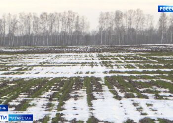 Теплая погода и отсутствие снега: аграрии Татарстана обеспокоены, как такая погода повлияет на природу региона