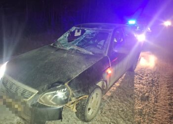 В Нижнекамском районе машина сбила выбежавшего на дорогу лося