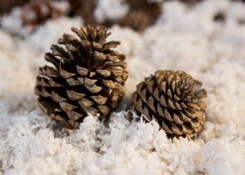 В этом году в Татарстане заготовили свыше 11 тонн семян лесных растений по нацпроекту