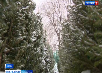 Казанда чыршы базарлары эшли башлады