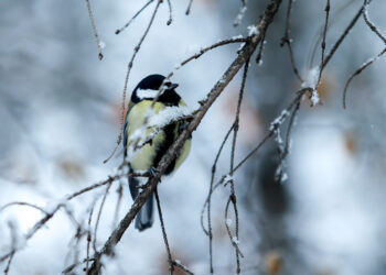 В Казани стартуют зимние орнитологические экскурсии
