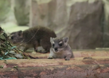 В зооботсаду Казани родились шесть детенышей даманов