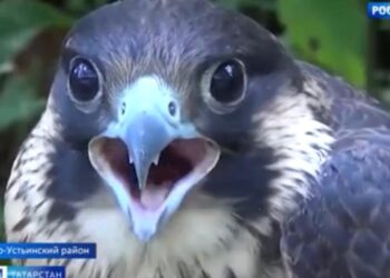 Соколы-балобаны, выведенные в Татарстане, долетели до Персидского залива