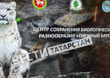 Благодаря поддержке Рустама Минниханова начнется возрождение популяции снежных барсов