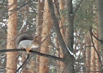 Табигать дуслары (11.01.25)