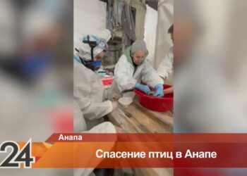 Жительница Елабуги отправилась в Анапу для помощи пострадавшим от экологической катастрофы птицам