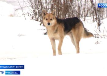 Стали известны подробности нападения собак на 75-летнюю пенсионерку в Зеленодольском районе