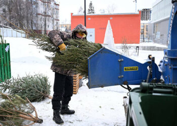 Жители Казани за неделю сдали на переработку более 1,5 тыс. елок