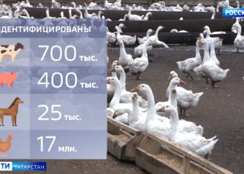 В Татарстане на всех фермах завершили чипизацию