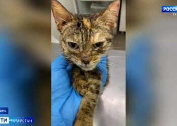 В Татарстане завели уголовное дело после нападения собак на женщину