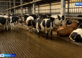 В Татарстане завели уголовное дело после нападения собак на женщину