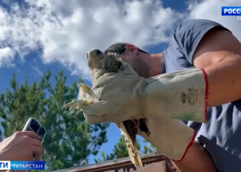 Интимная консультация: на психолога из Казани возбудили уголовное дело за изнасилование