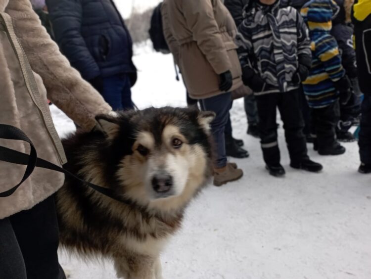 собака
