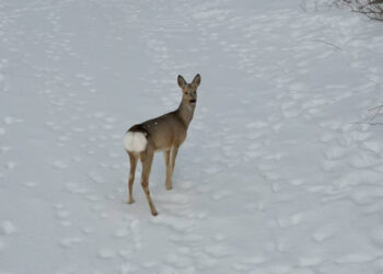 В Татарстане стартуют зимние маршрутные учеты животных