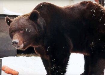 В казанском зооботсаду бурый медведь вышел из зимней спячки