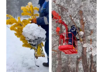 В Нижнекамске белка свила гнездо на новогодней елке в парке «Семья»