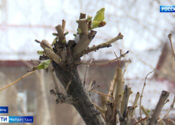 «Такого я еще не видел»: в Казани в феврале распустилась сирень