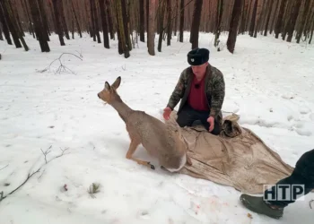 В Нижнекамске спасли косулю