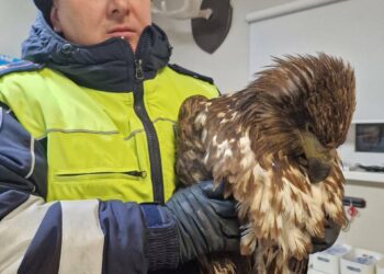 автоинспектор спас птицу