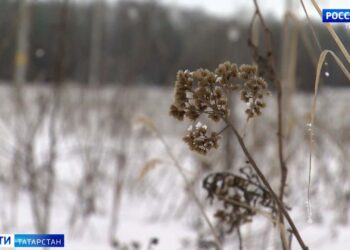 поле в снегу